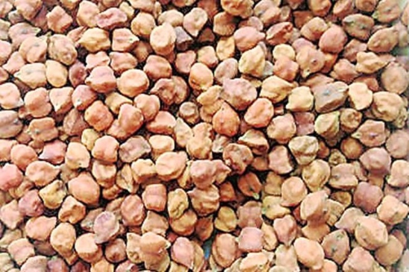 Chana
