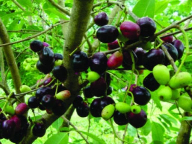 Jamun