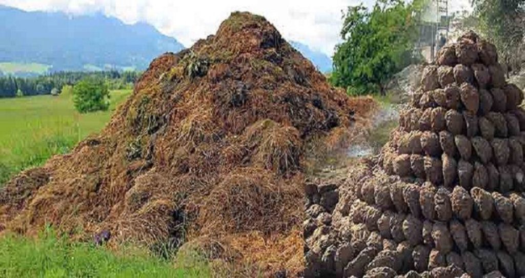 Cow Dung