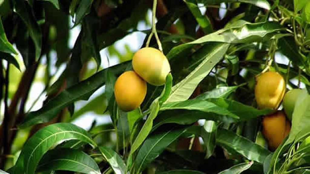 Mango