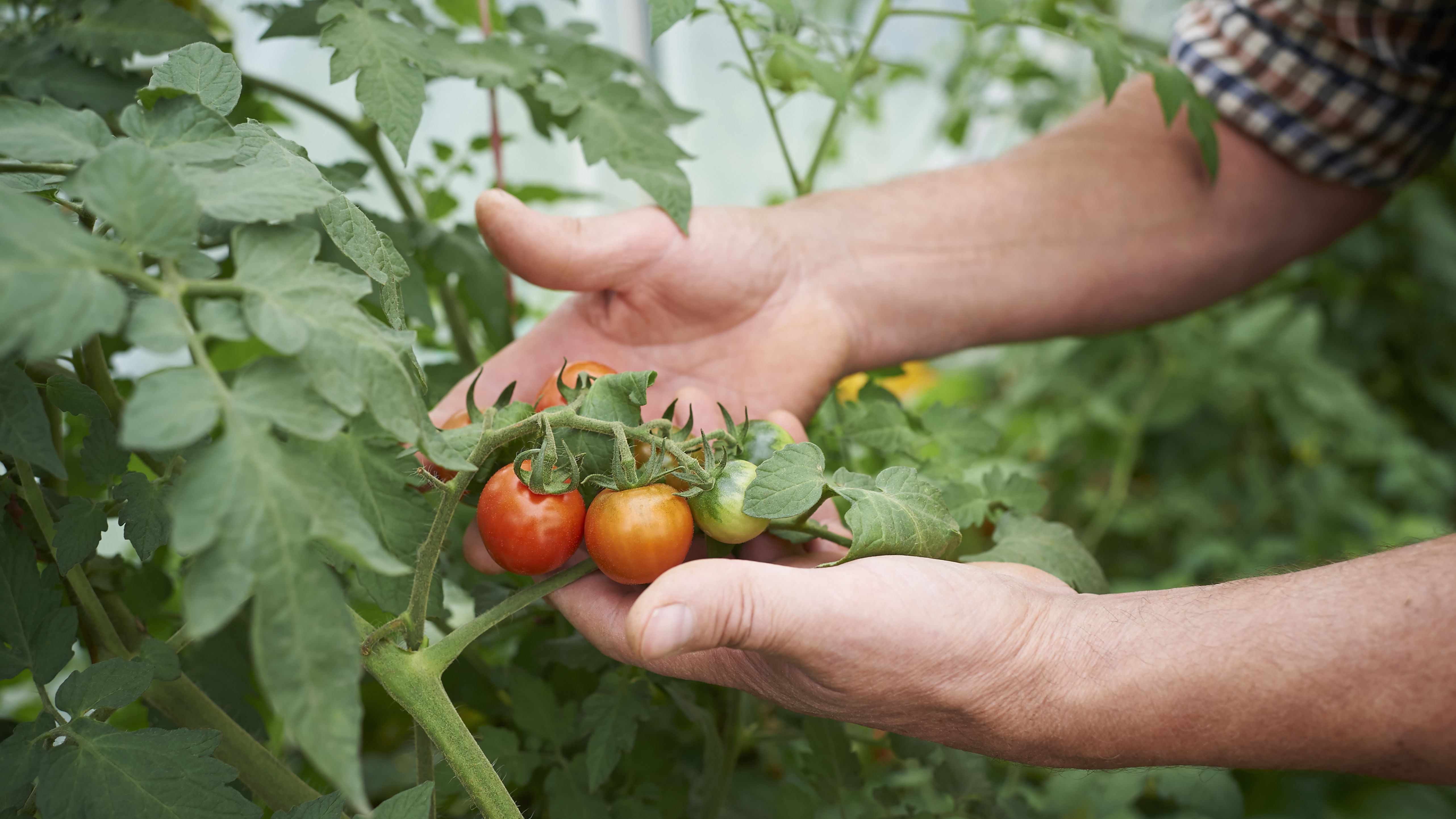 Tomato Farming