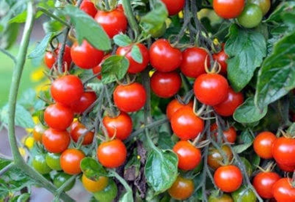 जानें ! घर पर चेरी टमाटर उगाने का तरीका और फायदा - Learn! Method and  benefits of growing cherry tomatoes at home