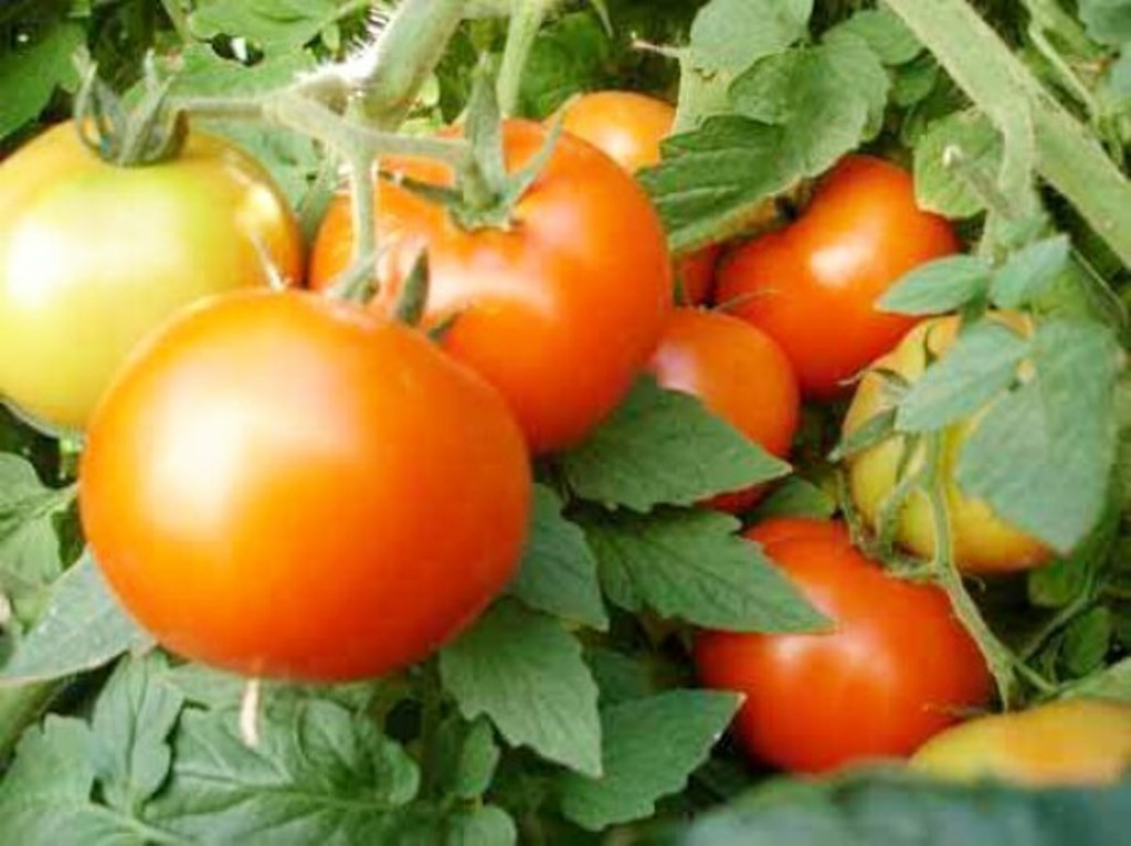 Tomato
