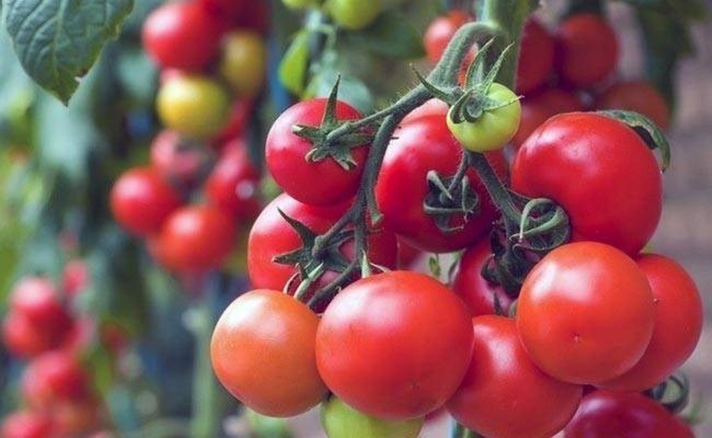 Tomato