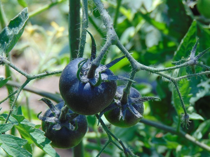 Tomato