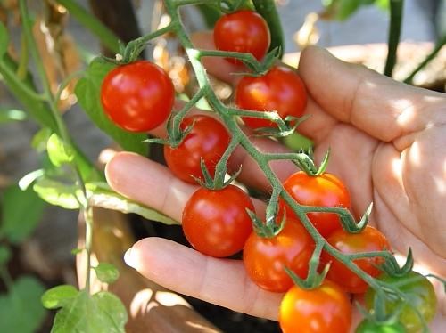 Cherry Tomato