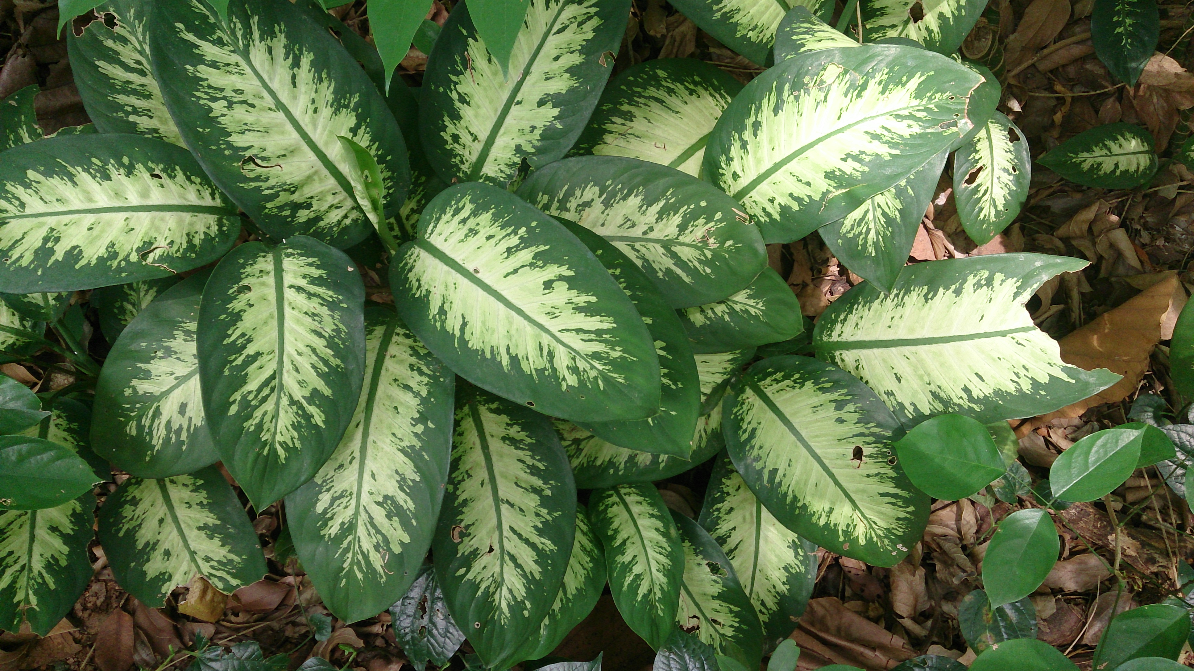 Dumbcane