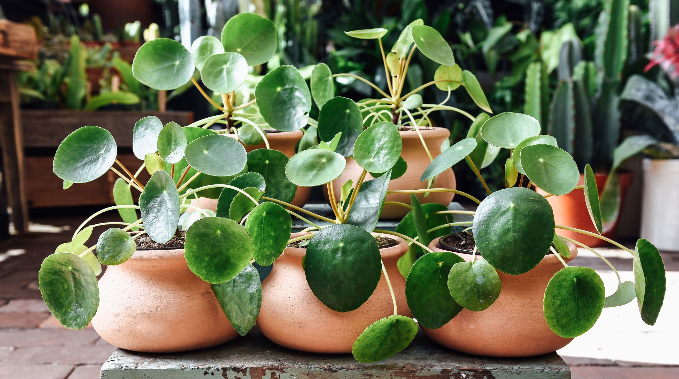 Plants