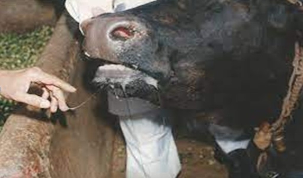 Buffalo