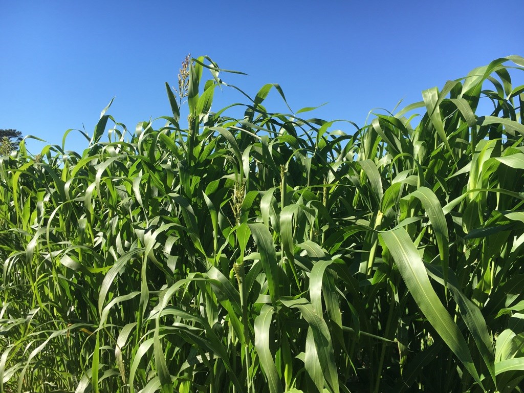 Sorghum