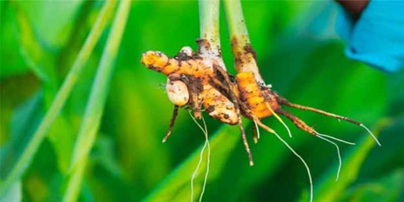 Turmeric Farming