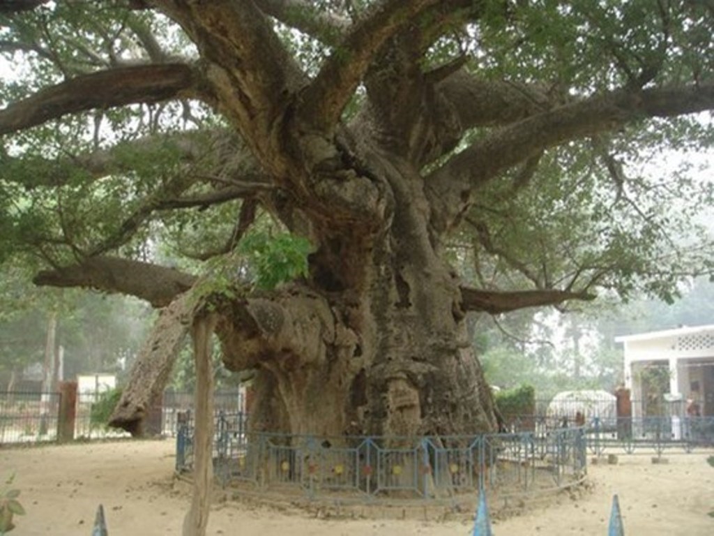 Parijat Tree