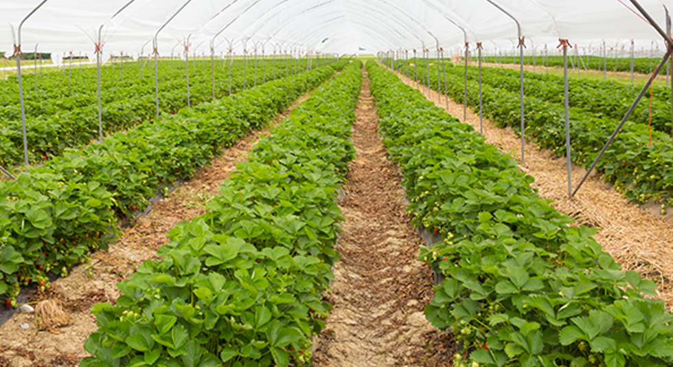 Agriculture News