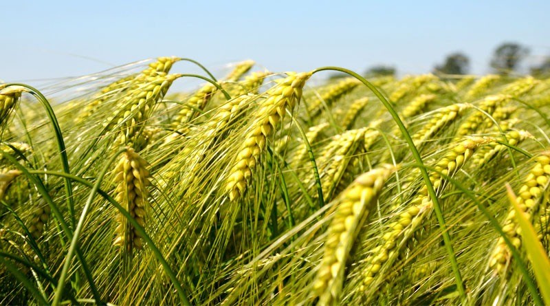 Wheat