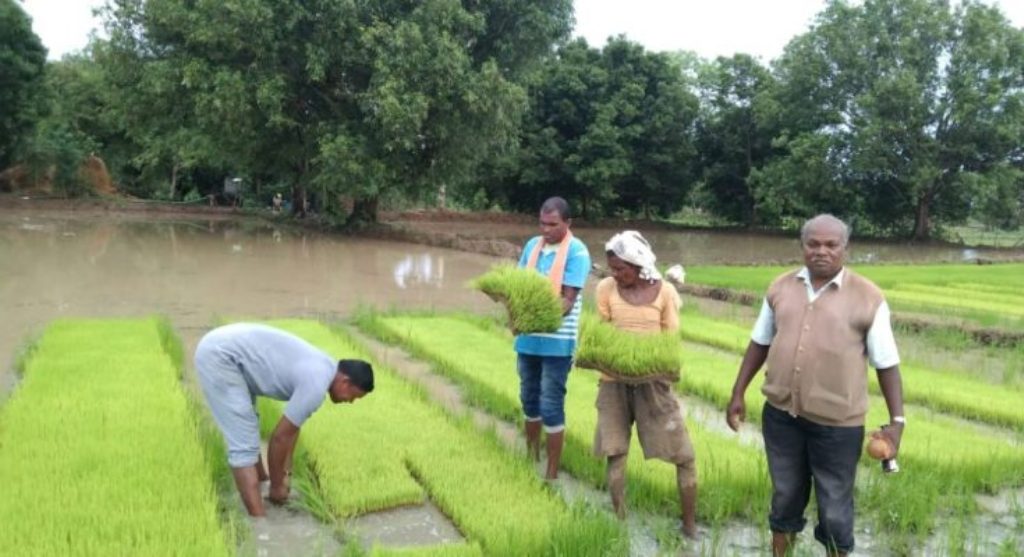 Paddy Cultivation