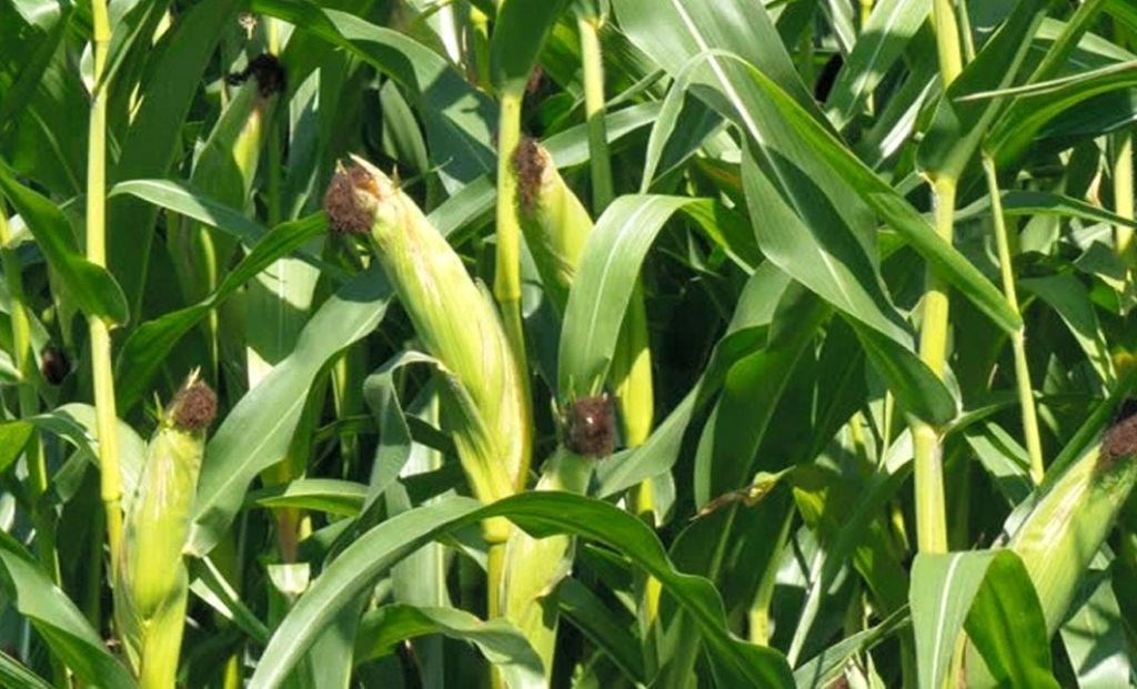 Maize Cultivation
