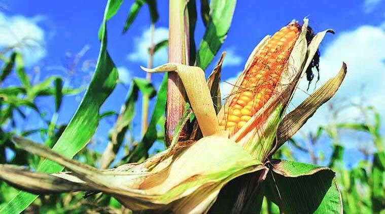 Maize Crop