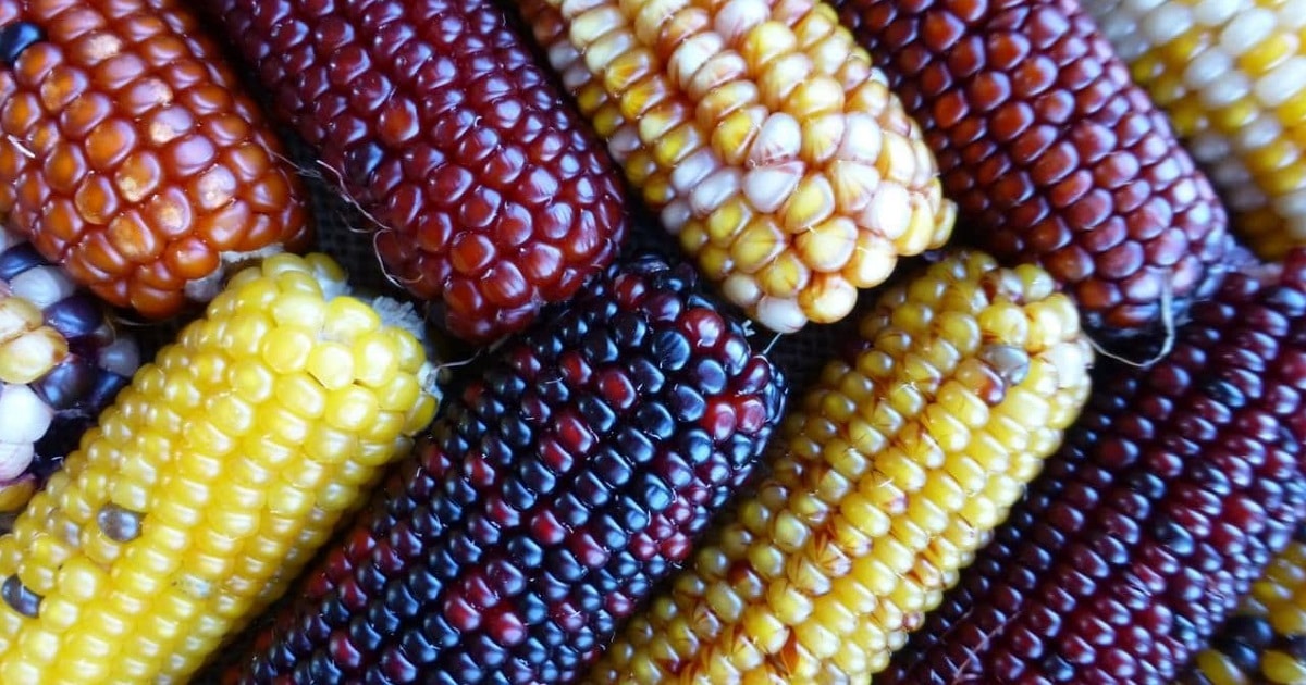 maize