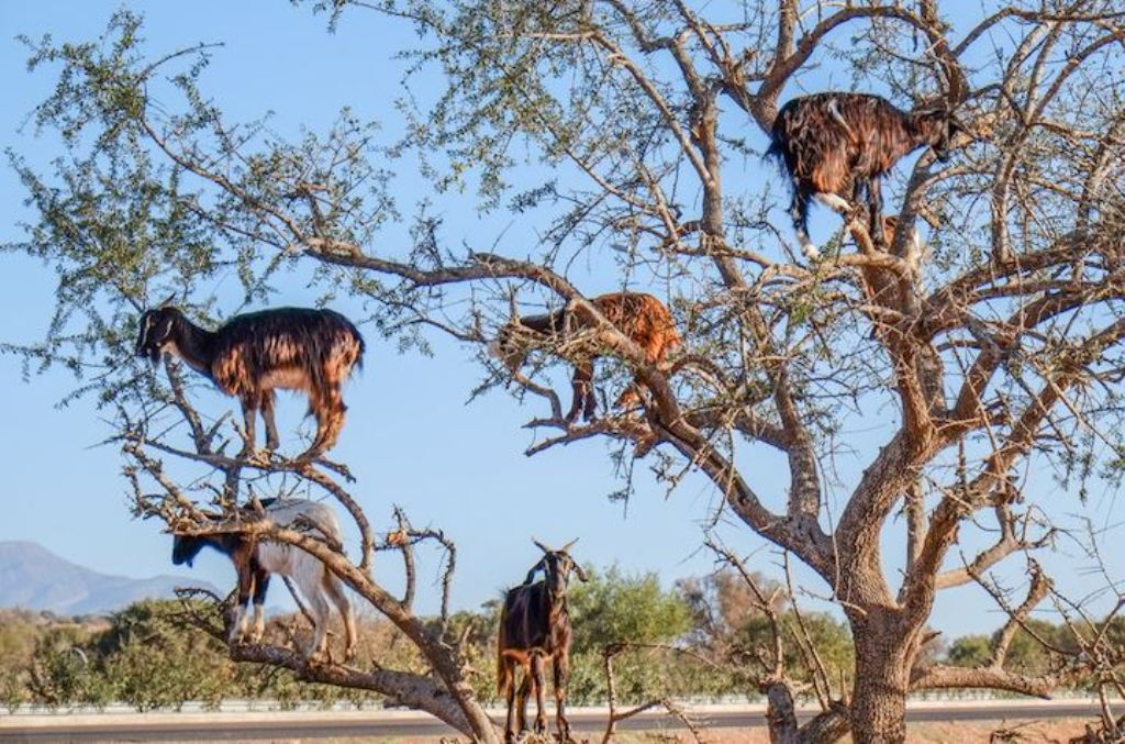 Argen Tree