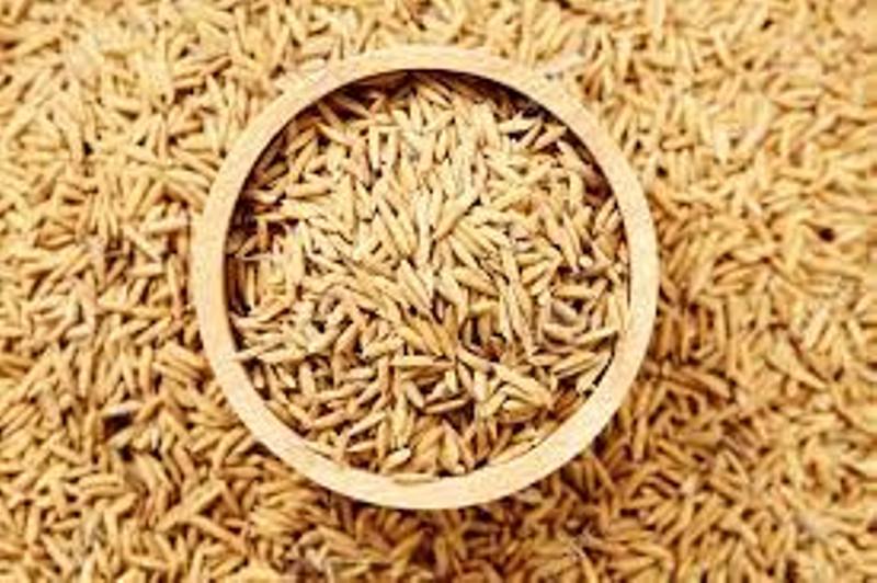 Paddy Variety