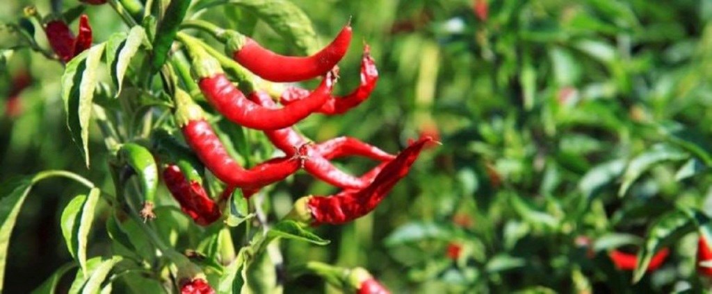 Chilli