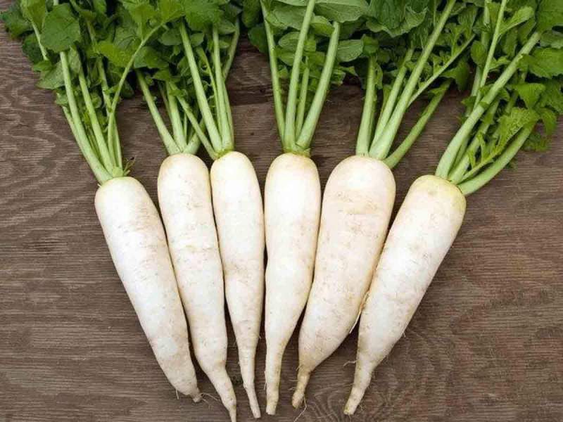 radish farming