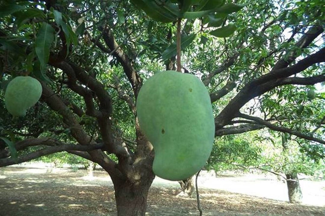 Mango
