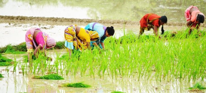 Mera Pani Meri Virasat Scheme