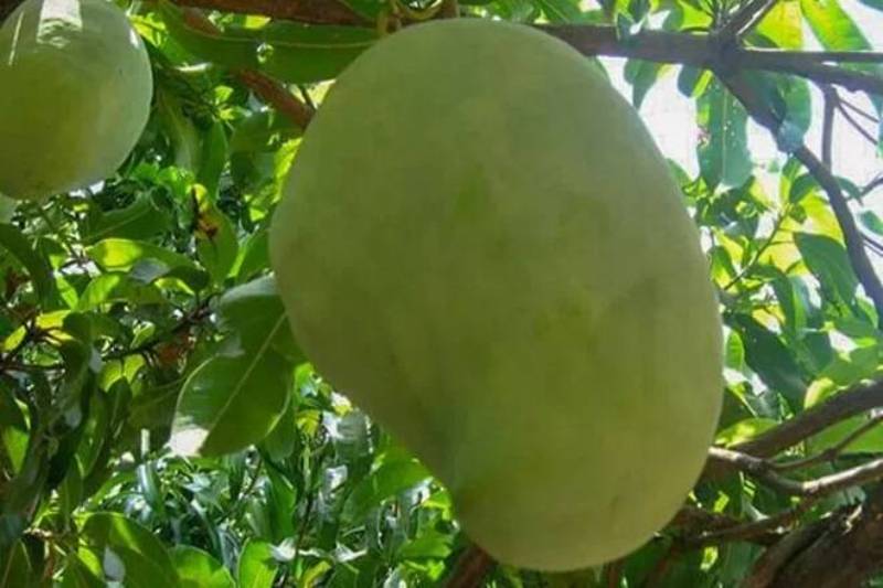 Noorjahan Variety