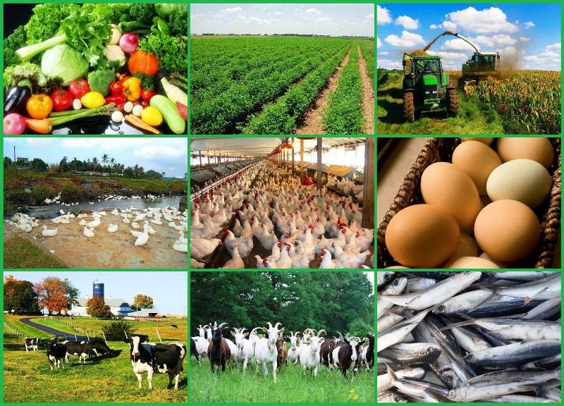 Agriculture Kisan
