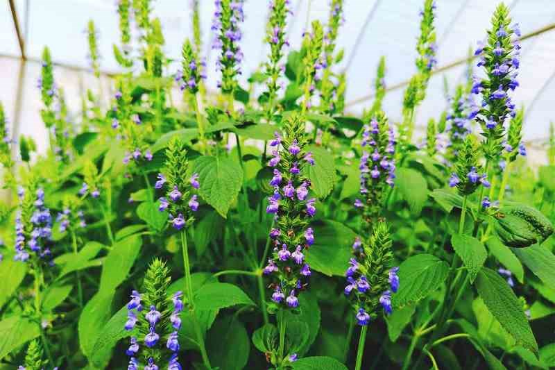 Chia Seeds Cultivation