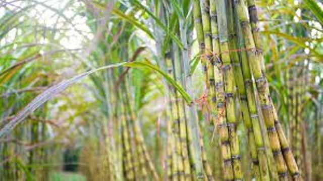 Agriculture News