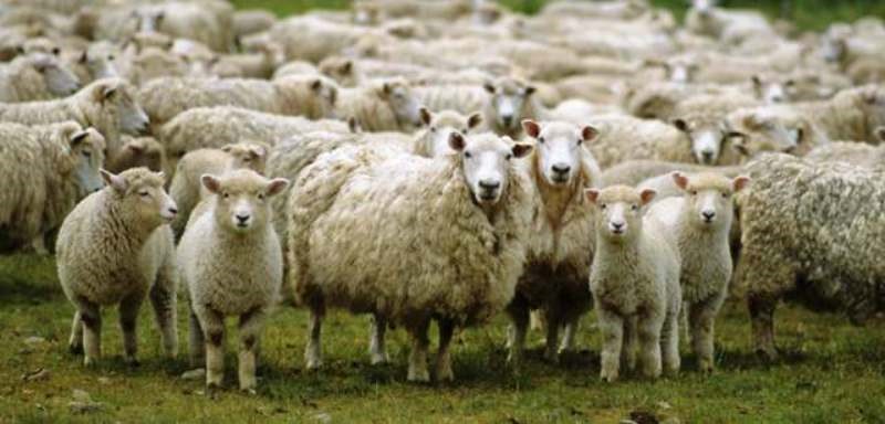 Sheep Rearing