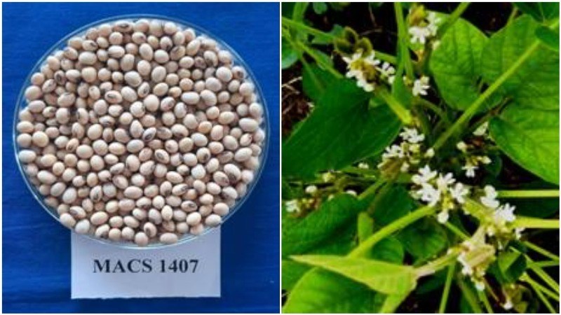 Soybean Variety