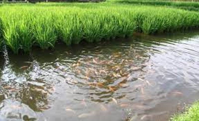 Fish-Rice Farming