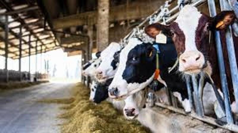 Animal Management