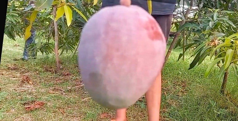 Mango Variety
