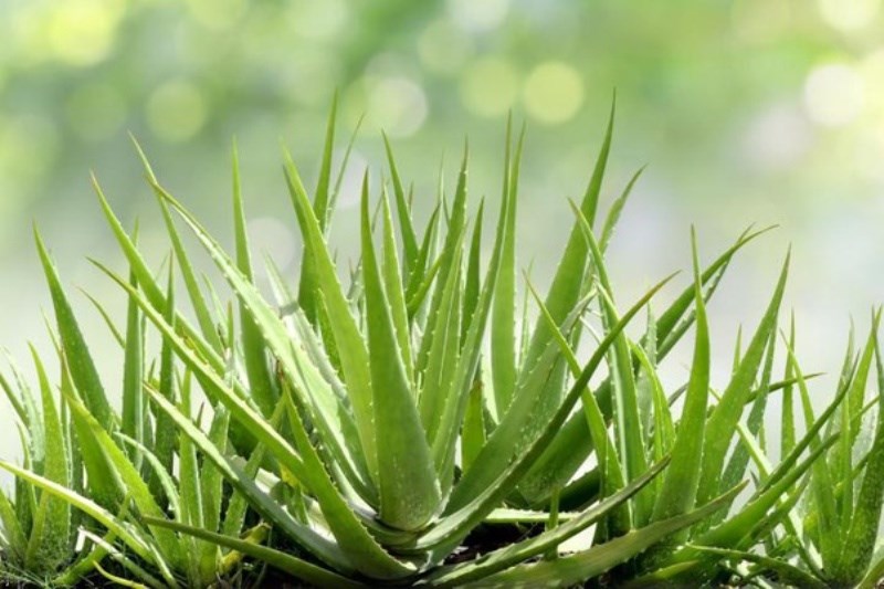 Aloevera Cultivation