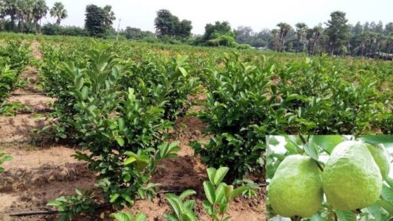 Guava Farming