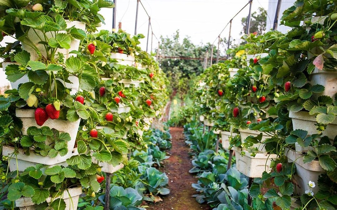 Strawberry Farming