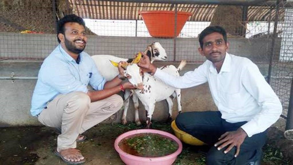 Goat Farming