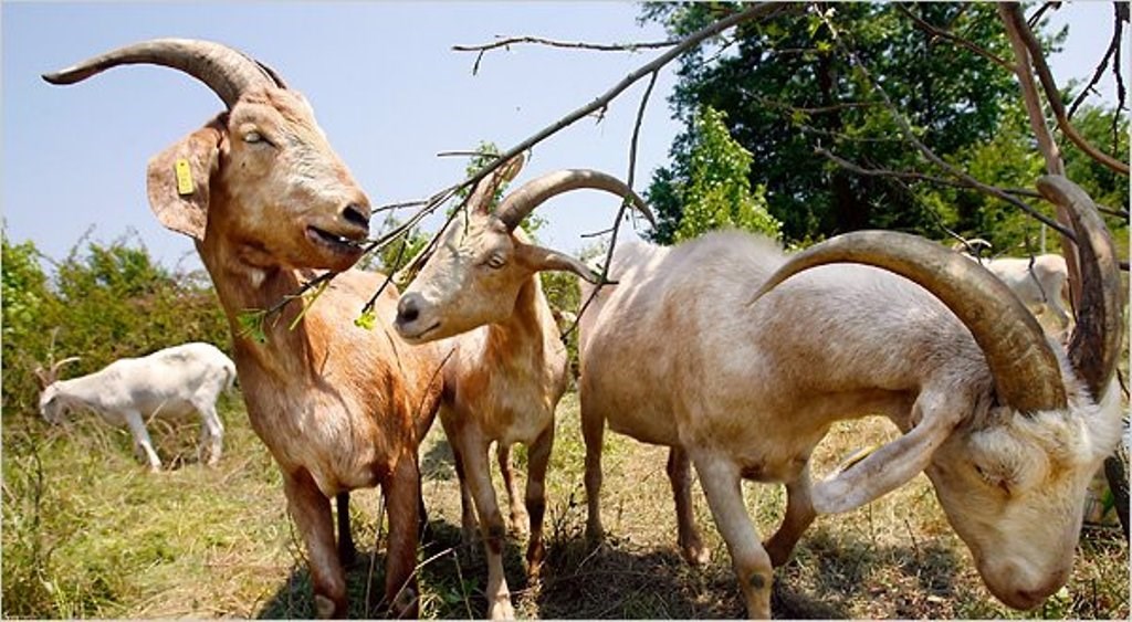 Goat Farming