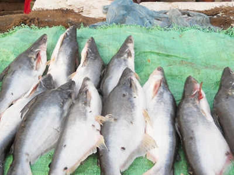 Fisheries