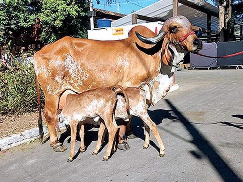 Desi Cow Breeds