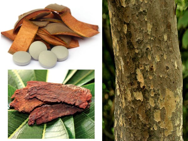Arjun Tree