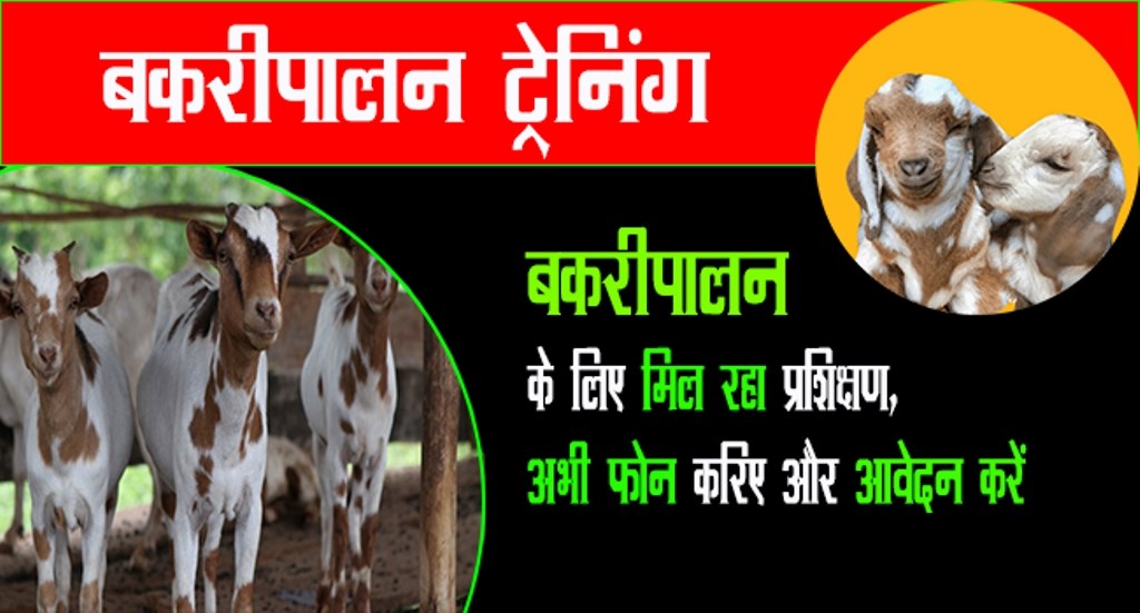 Goat Farming