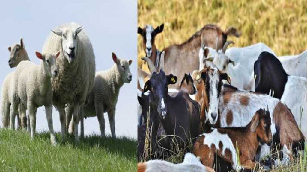 Goat Farming