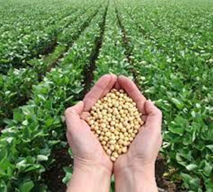 Soyabean