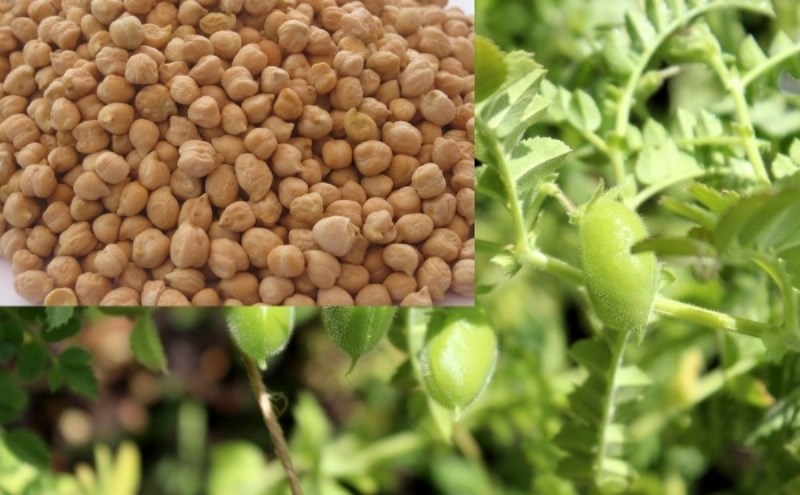Gram Cultivation