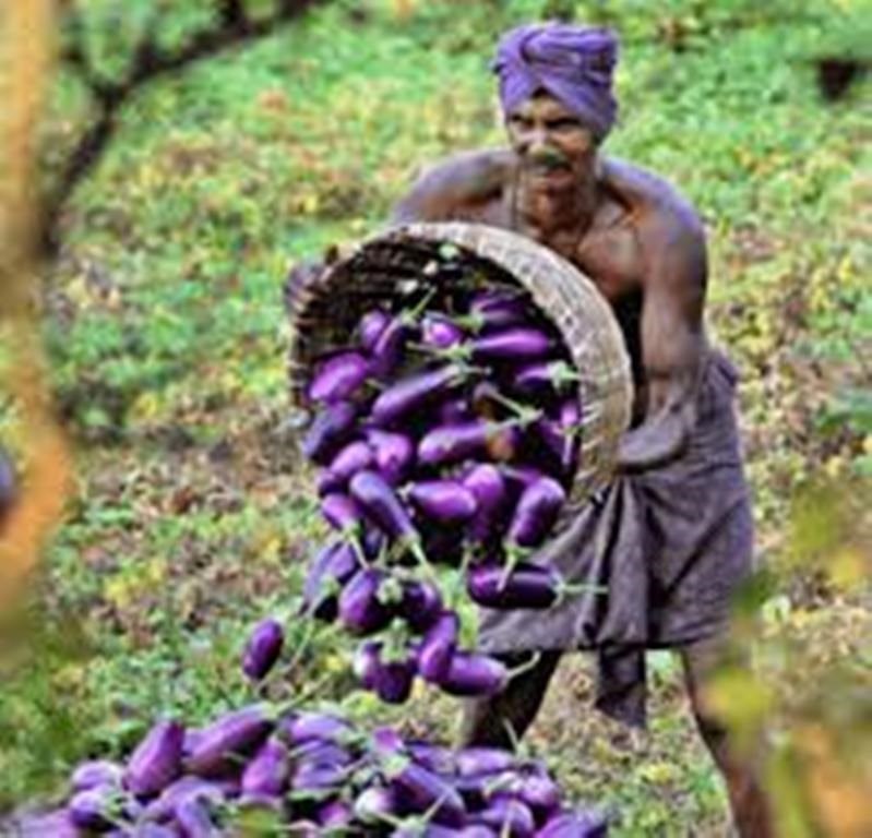 Brinjal farming